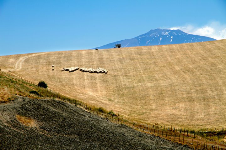 C’è una strategia per distruggere il grano siciliano e svendere le aree interne della nostra Isola?