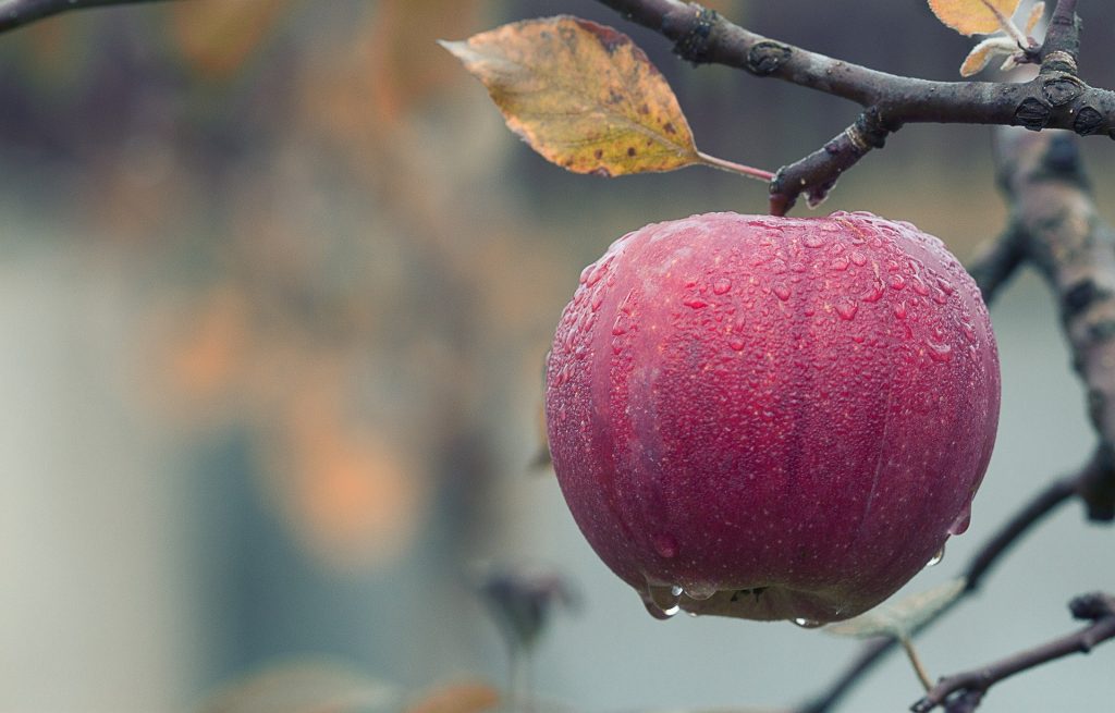 La Decrescita Felice sulla Giornata mondiale dell’Alimentazione