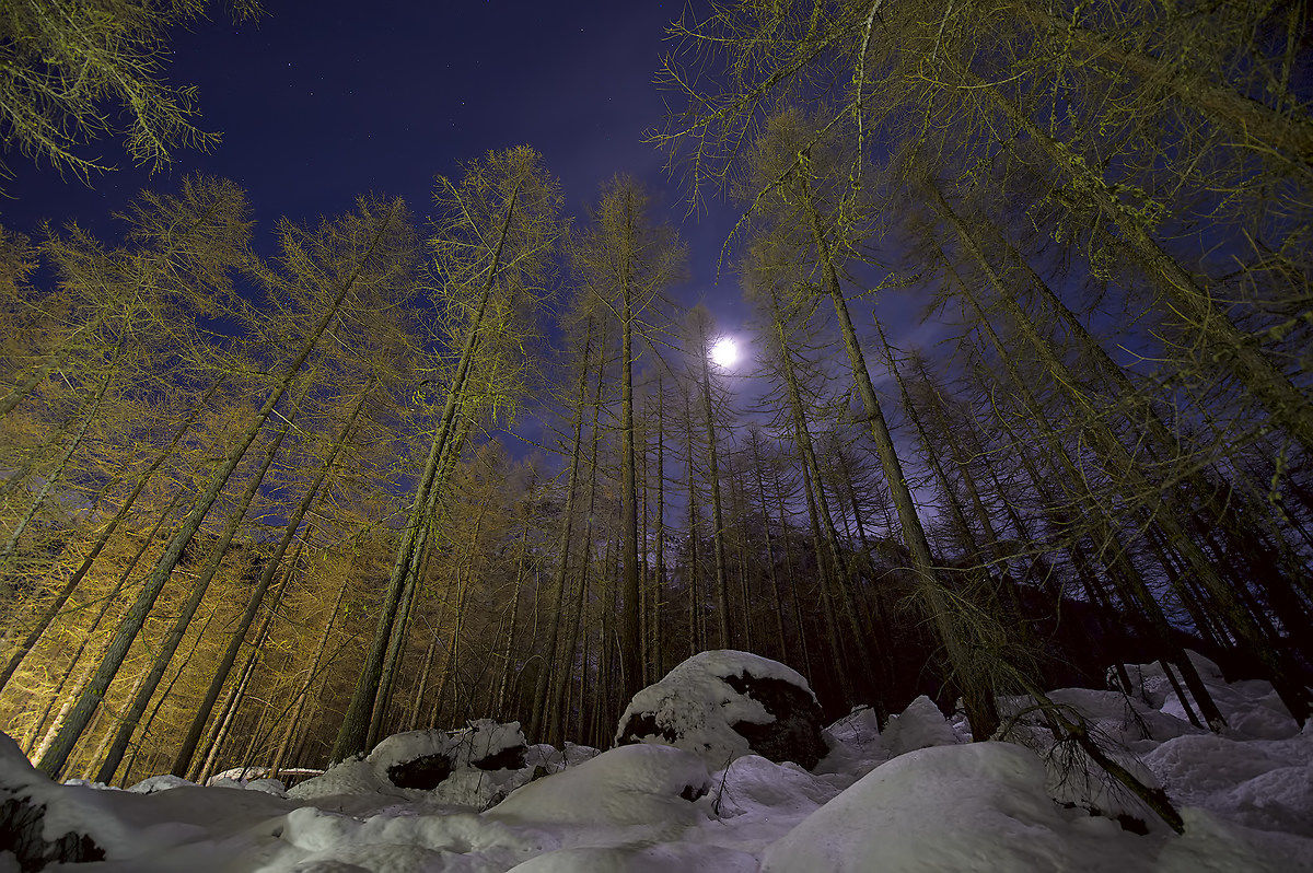 Notte, bosco e neve