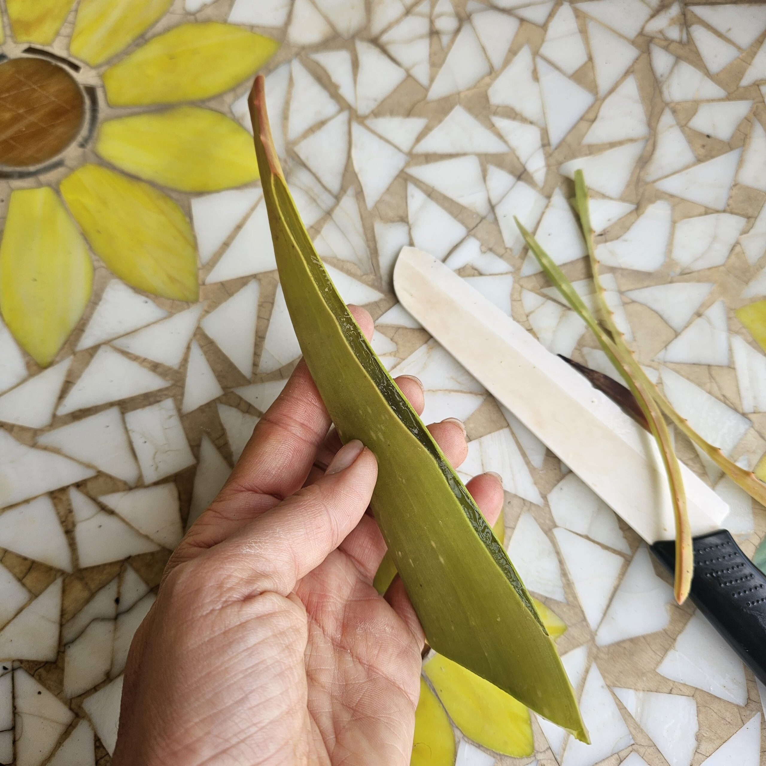 Autoproduzione. Aloe Vera