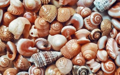 Discutere di decrescita – Le vie della decrescita: Il dibattito prosegue