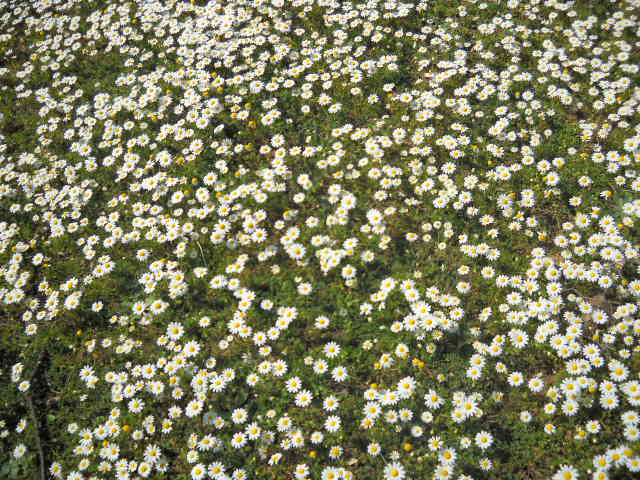 Biofesta di primavera del Medio Campidano