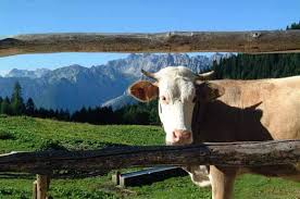 Restiamo Animali