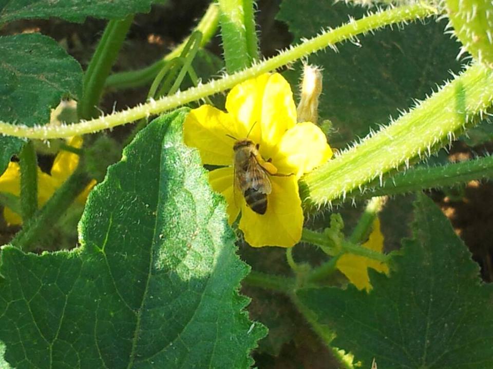 Per salvare la api, bastano  un fiore o una semplice azione