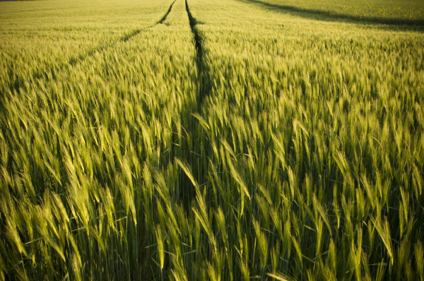 La produzione di cibo in Europa potrebbe presto raggiungere il limite