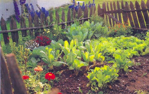 FAO, “Occorrono filiere agricole locali per arginare la piaga dello spreco”