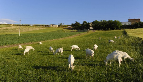 La favola del “benessere” animale Due allevamenti a confronto (prima parte)